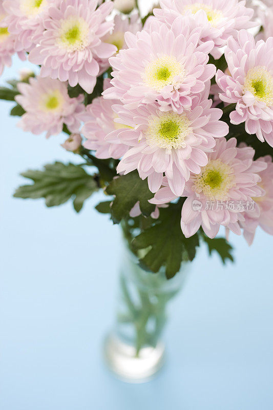 菊花束在花瓶里