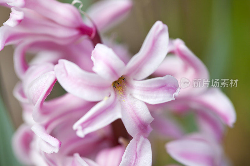 粉色风信子开花