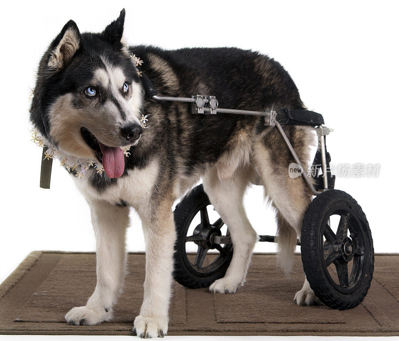 轮椅的狗