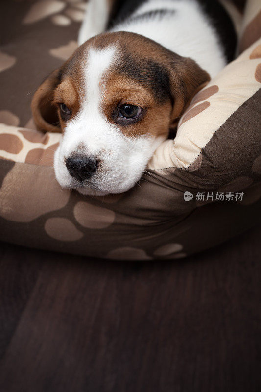 可爱的小猎犬狗躺在狗床上的肖像
