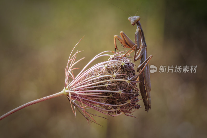 螳螂在花