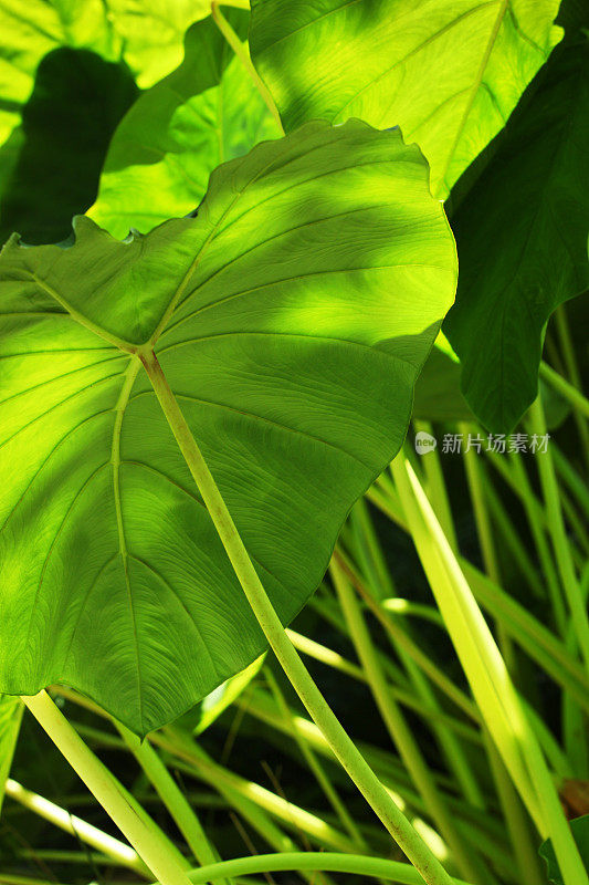 Colocasio象耳植物叶