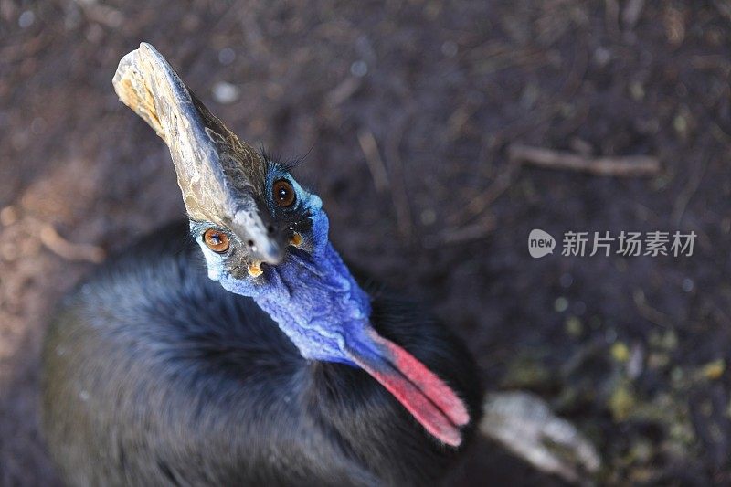 食火鸡