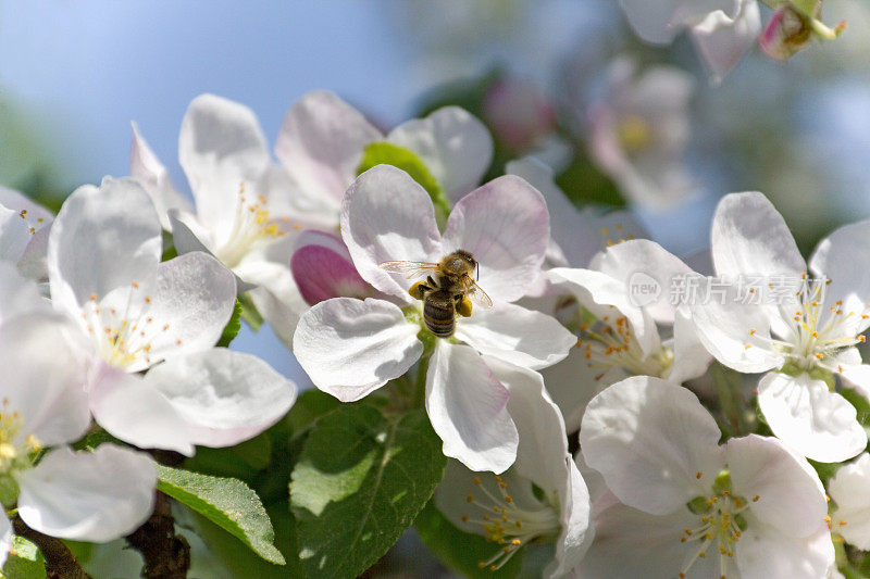 苹果花上的蜜蜂