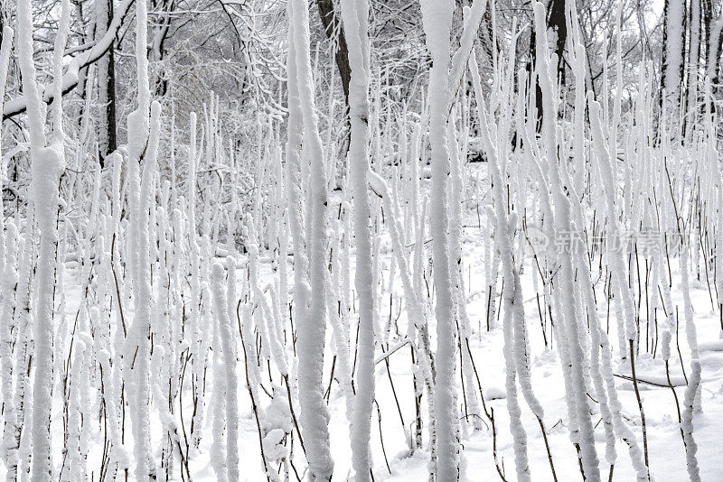 冬天的森林里下雪了