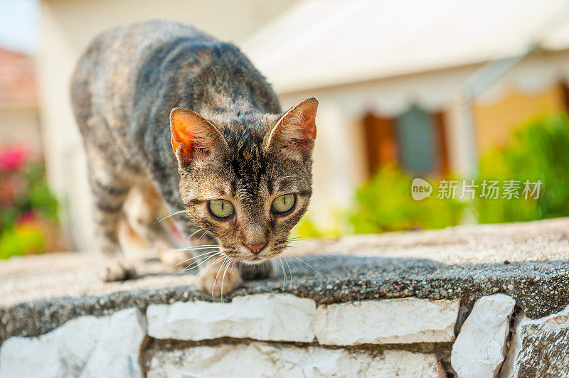 凯法洛尼亚的猫肖像