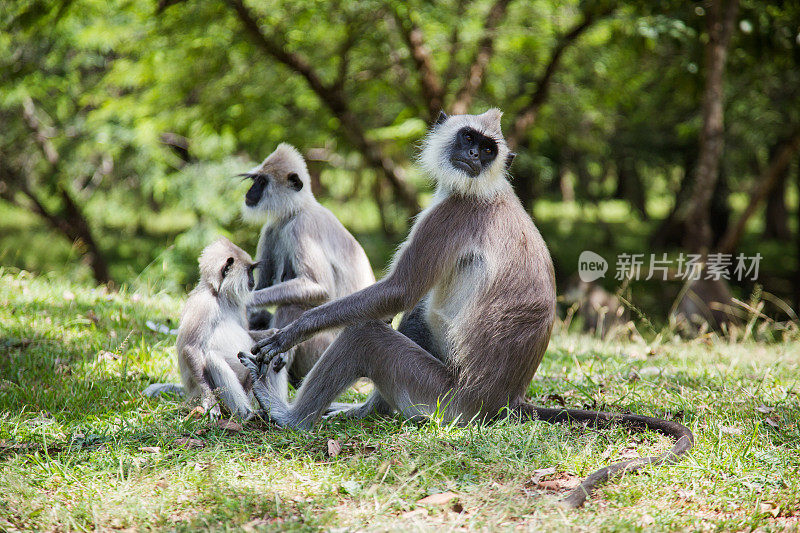 斯里兰卡波隆纳鲁瓦的猴子家族(灰叶猴)