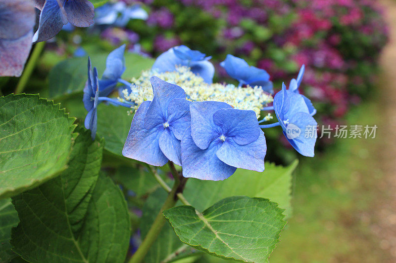 淡蓝色的绣球花的形象，花边绣球灌木，花园