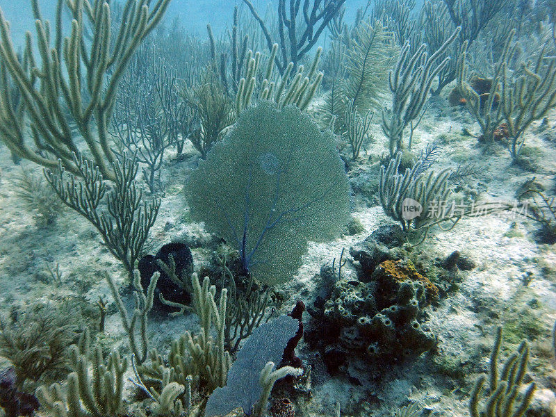 软珊瑚(加勒比海)