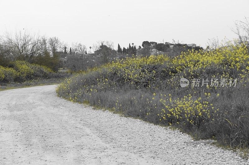 黄色，黑色和白色的花田