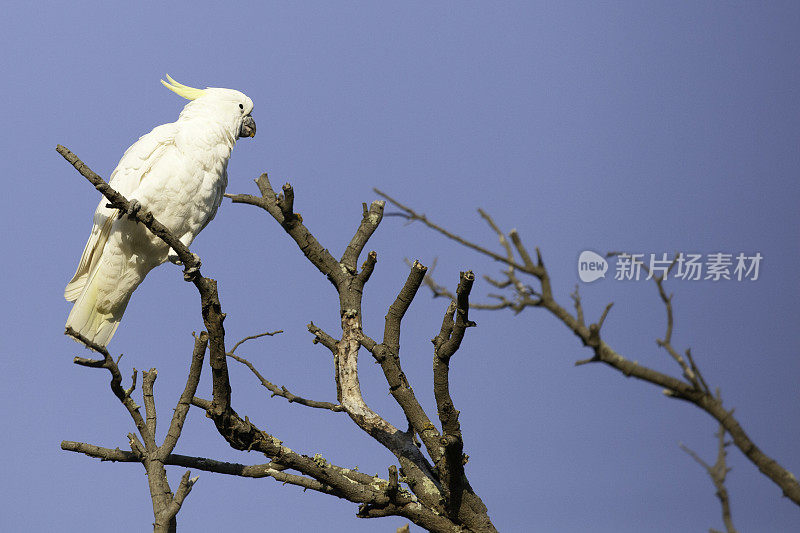 凤头鹦鹉