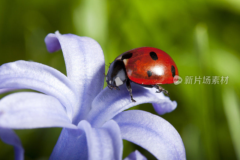 瓢虫和花