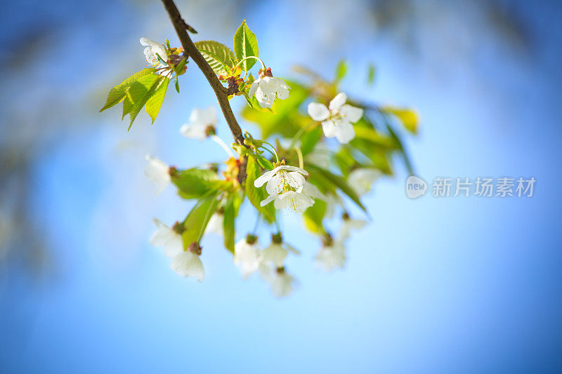 春天盛开的果园-果树与花