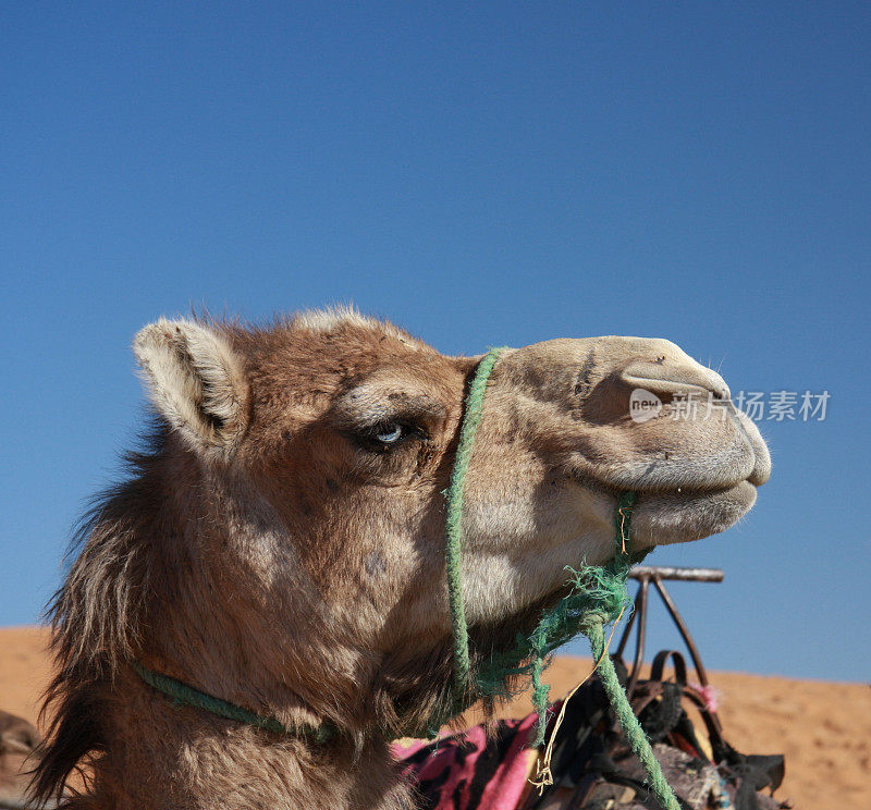 蓝眼睛的骆驼