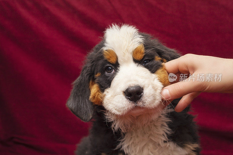 伯尔尼山地犬小狗