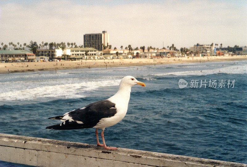 加州圣地亚哥太平洋海滩码头上的海鸥