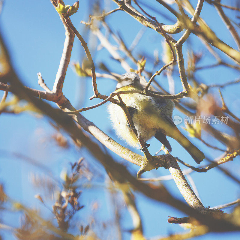 小bluetit