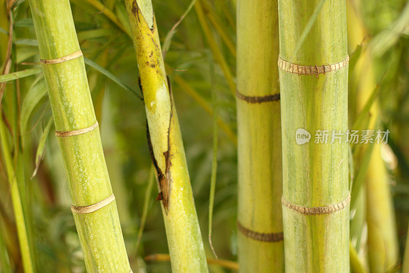 竹子的植物