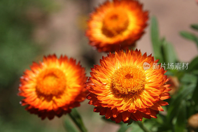 红色Strawflower