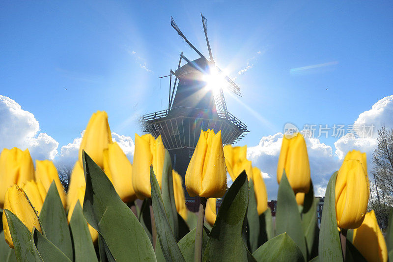 荷兰风车郁金香春游背景，荷兰