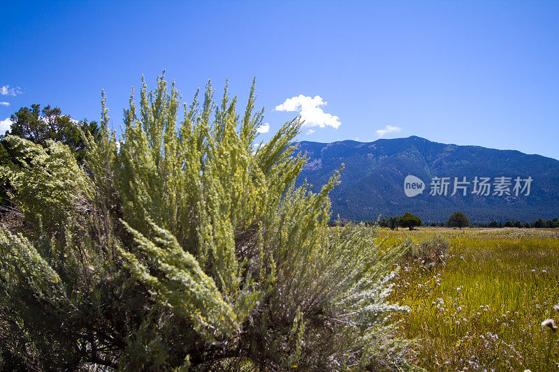 道家，NM:山艾，草原，背景山