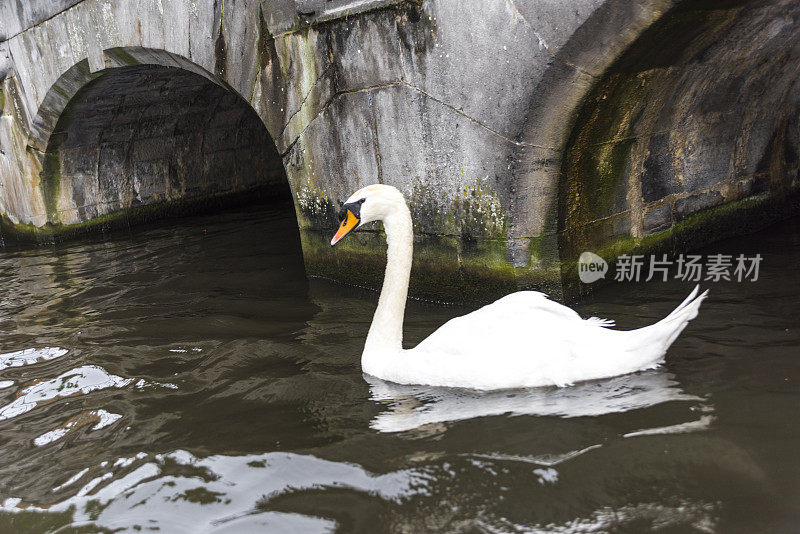 鸭子在水面上