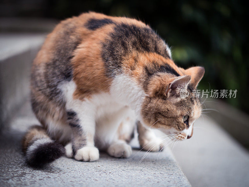 只流浪猫