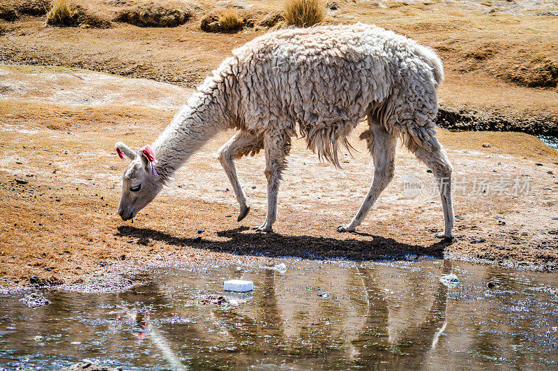 羊驼在玻利维亚