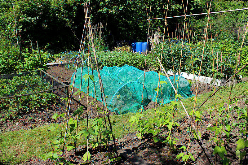 分配菜园，红花菜豆植物，竹竿棚屋