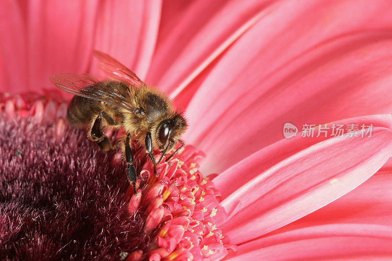 蜜蜂和粉色非洲菊07
