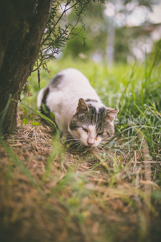 看相机的猫