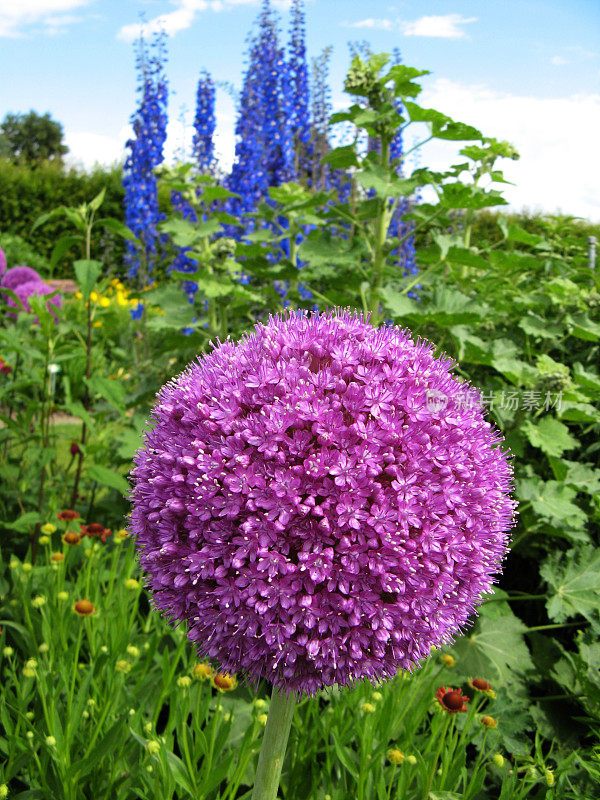 紫色的葱属植物的花