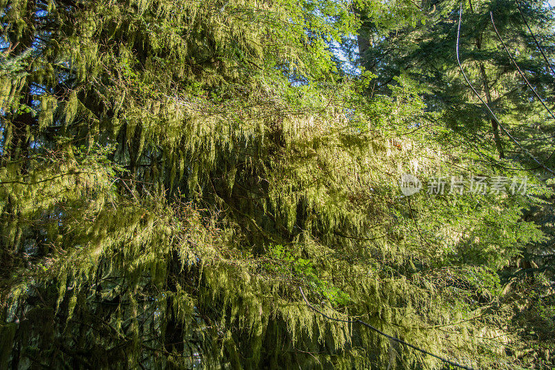 不列颠哥伦比亚省大教堂公园里的潮湿树叶