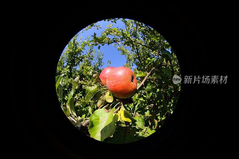树上的苹果-生态鱼眼透镜观