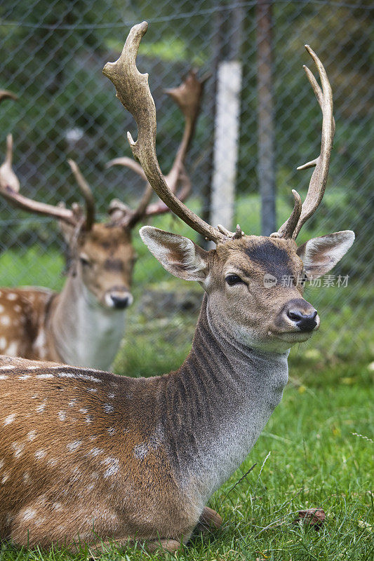 这是两只鹿的特写