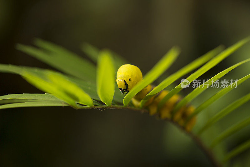 黄色的毛毛虫