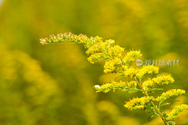 甜蜜的秋麒麟草属植物