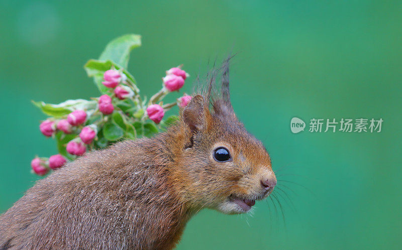 松鼠的肖像