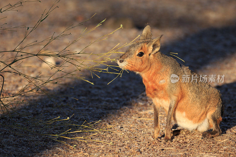 巴塔哥尼亚马拉