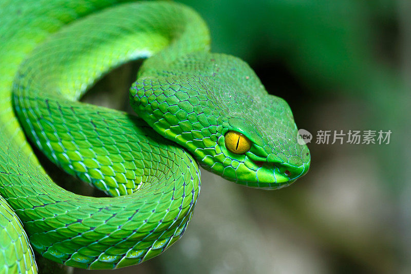 睁大眼睛的绿色Pitviper