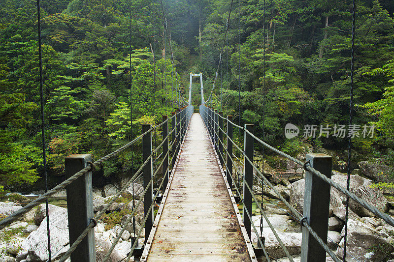 屋久岛岛的雨林桥
