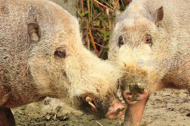 婆罗洲的胡须的猪