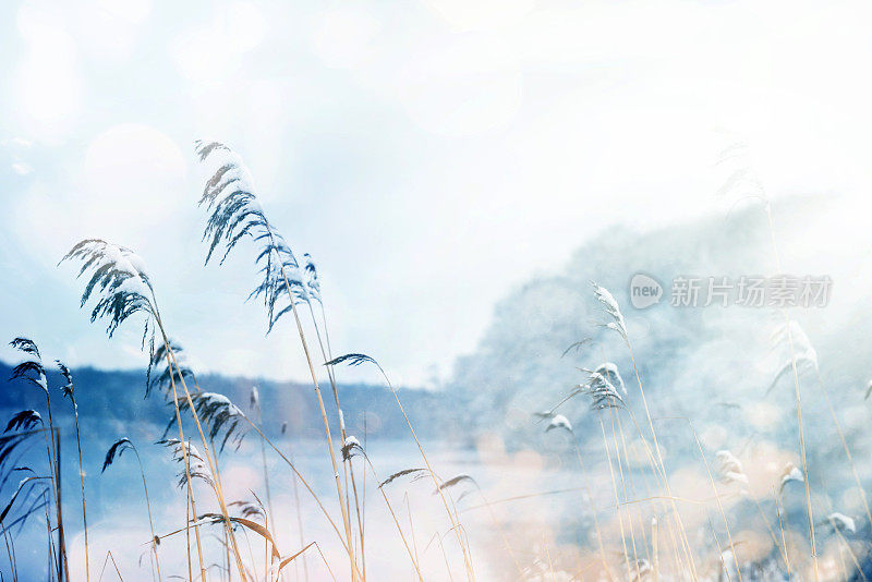 雪顶草在冬季景观