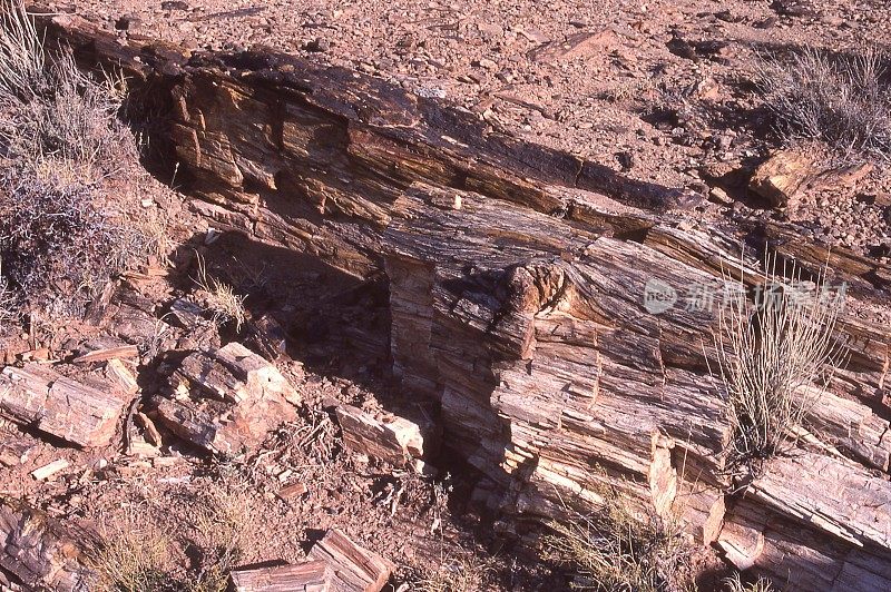 石化树躺在沙漠景观附近的窗户岩在犹他州纪念碑谷