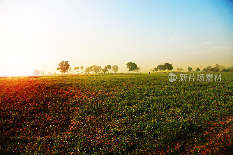 冬小麦景观