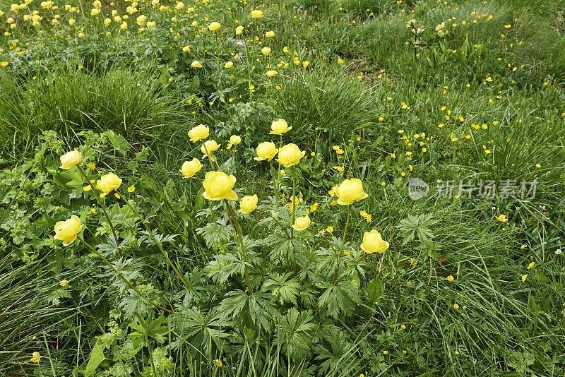 黄花植物野外特写