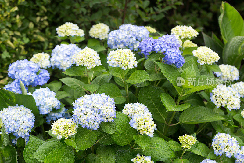 绣球花在花园里盛开