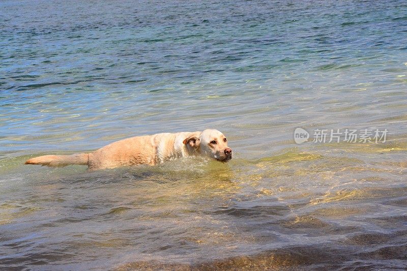 拉布拉多寻回犬