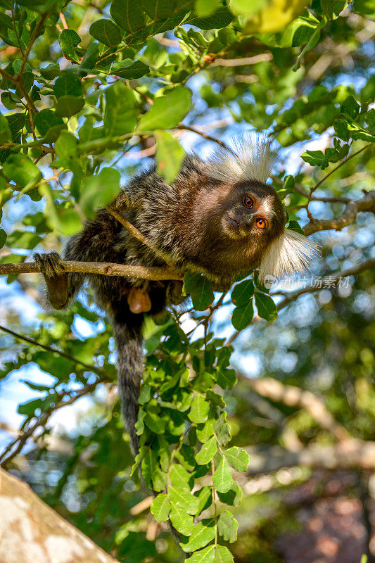 巴西伯南布哥的利莫埃罗，来自南美的动物小猴子(青喙金丝雀)站在树枝上看着照相机