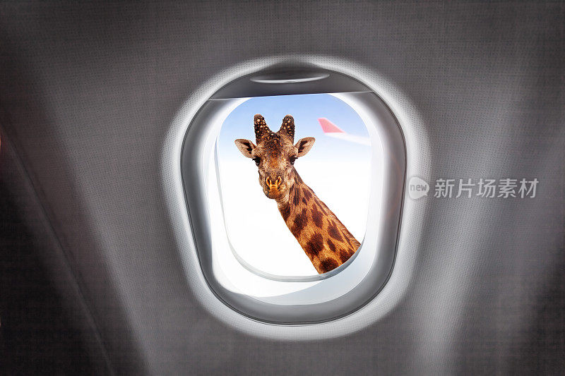 从飞机窗户往外看的长颈鹿